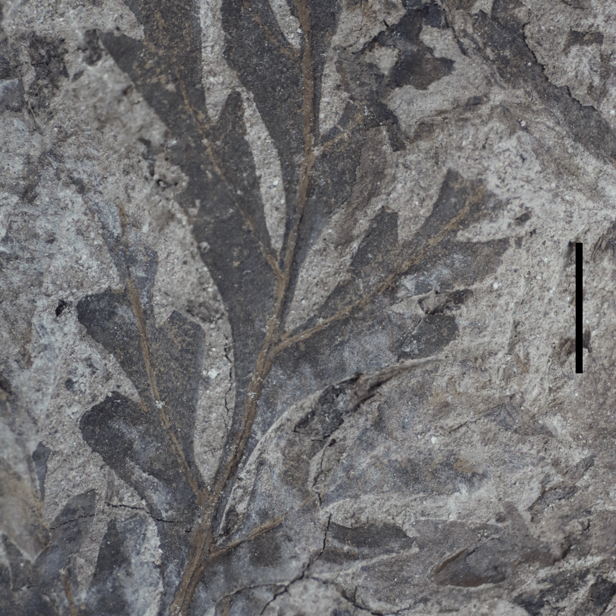 Palaeobotany for Paleoartists V: Early&nbsp;Angiosperms
