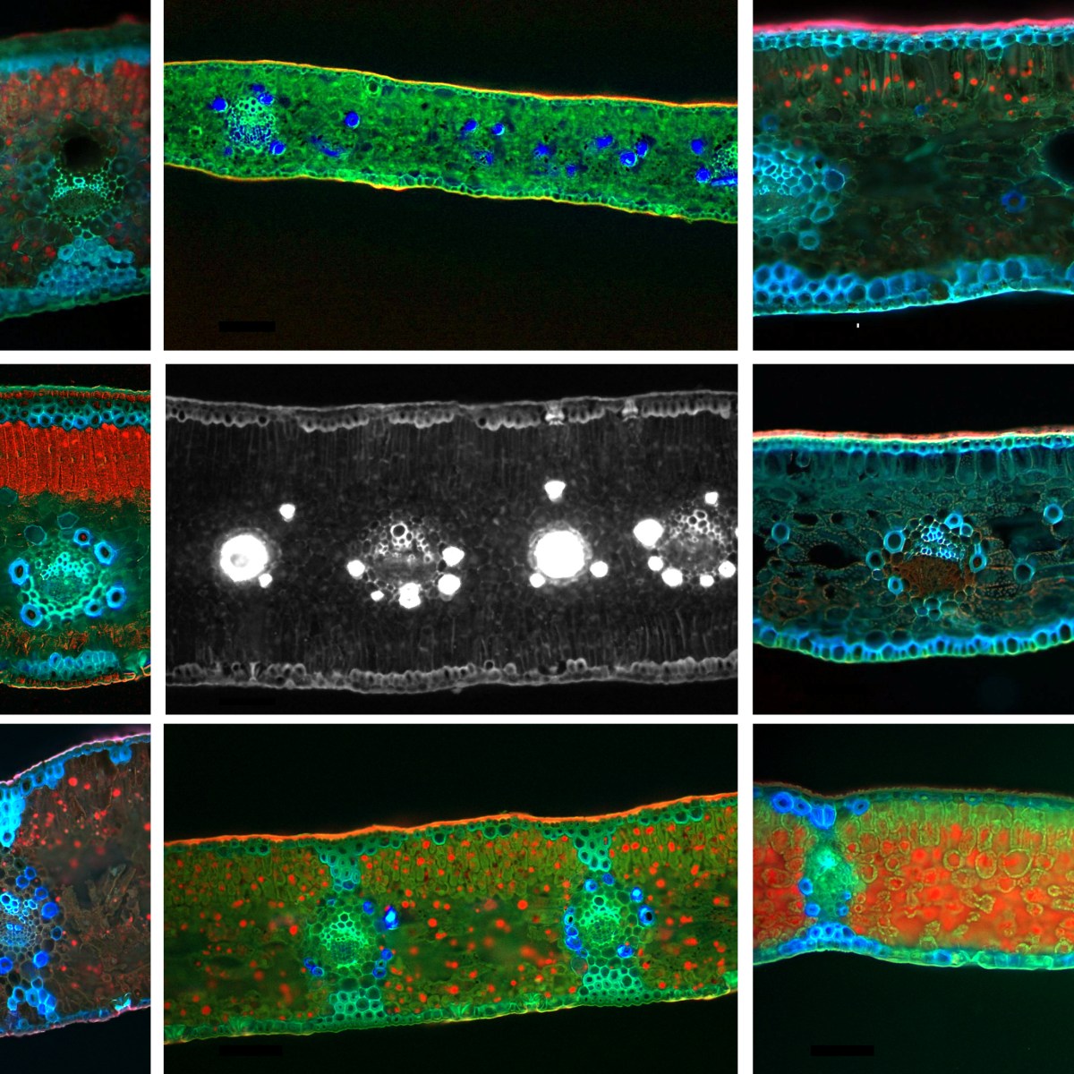 Our work featured on the cover of International Journal of Plant&nbsp;Sciences