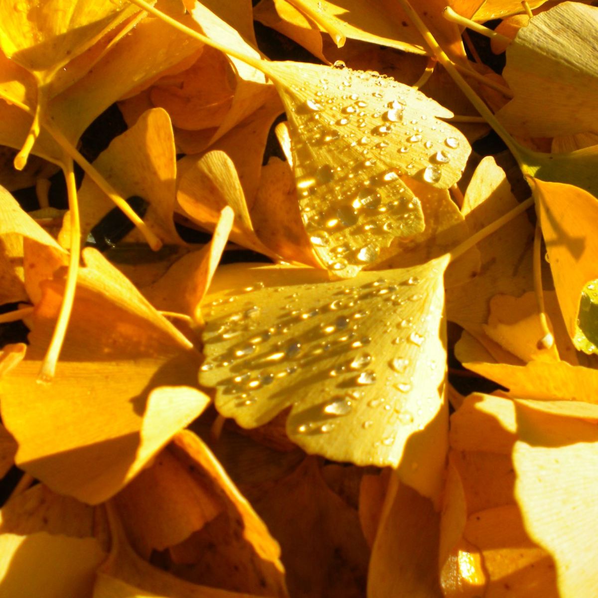 Palaeobotany for Paleoartists II: Fossil&nbsp;Ginkgoales