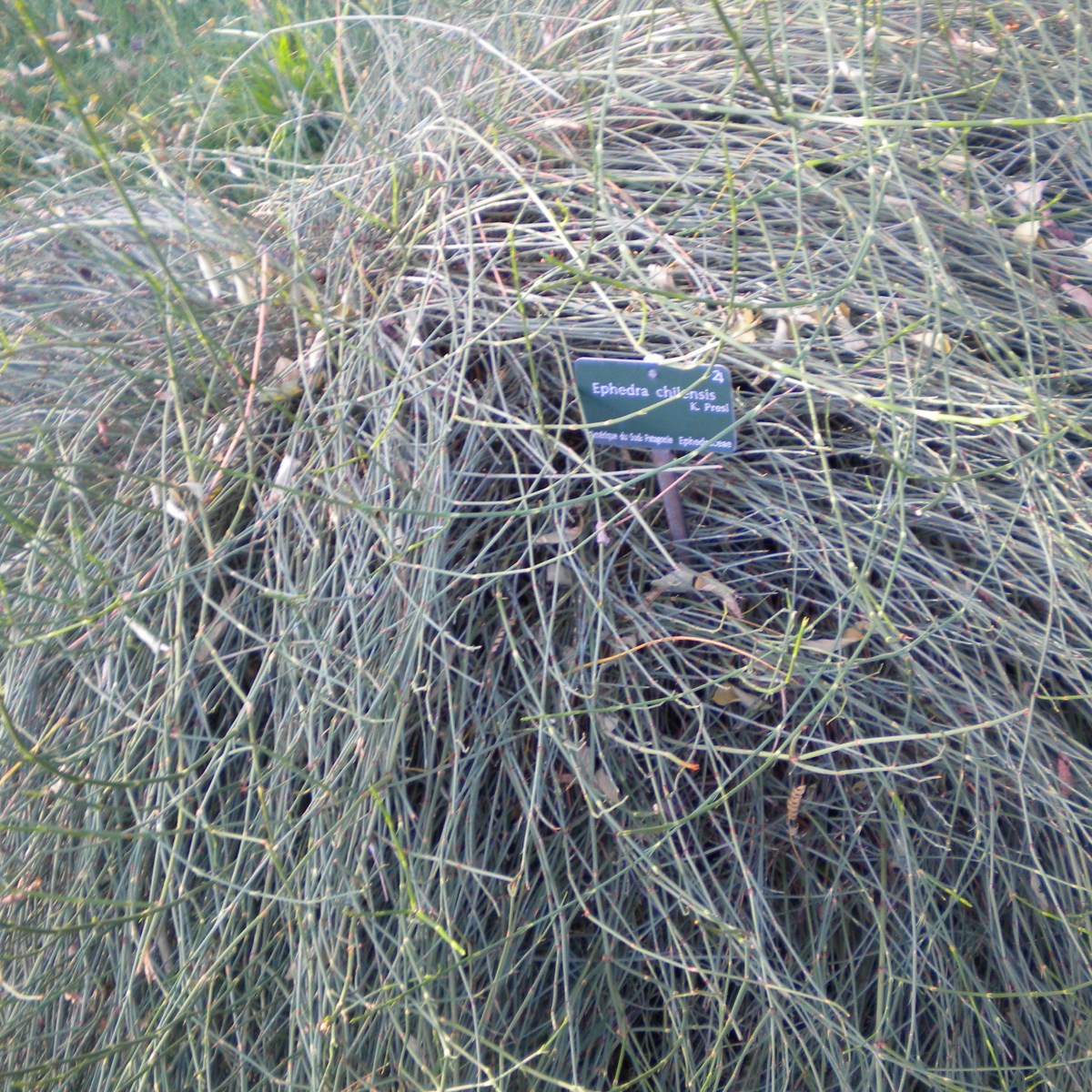 Palaeobotany for Paleoartists III: Fossil&nbsp;Gnetales