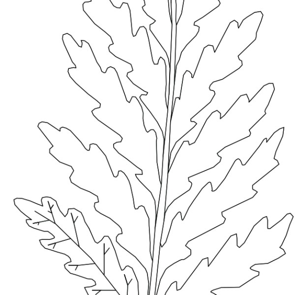 Palaeobotany for Paleoartists IV: Mesozoic Seed&nbsp;Ferns