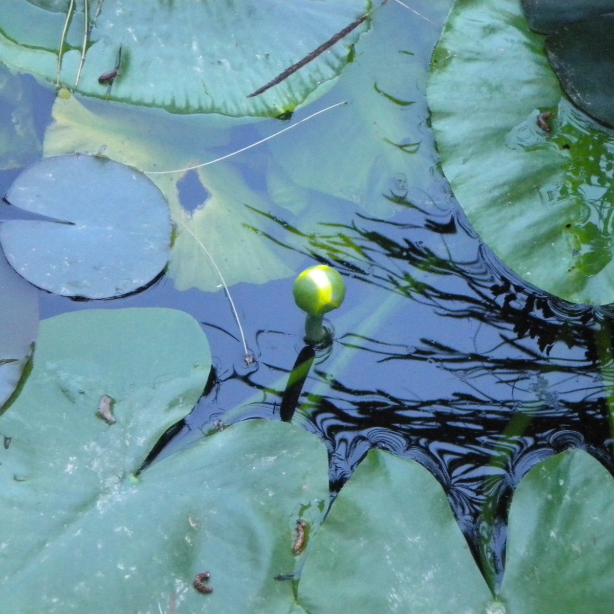 Palaeobotany for Paleoartists VII: Aquatic Cretaceous&nbsp;angiosperms
