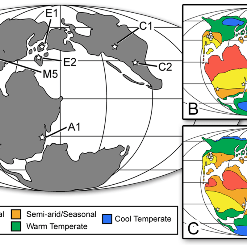 Palaeobotany for Paleoartists VIII: Paleofloras of the&nbsp;Jurassic